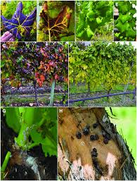 Image result for Grapevine leafroll virus