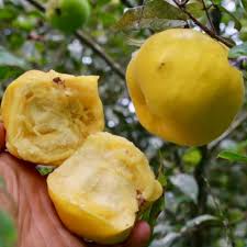 Image result for Aristida stipitata