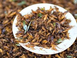 Cricket Facts Cool And Interesting Facts For Kids Eating Insects Food Nutrition