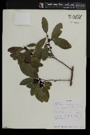 Image result for Toddalia simplicifolia