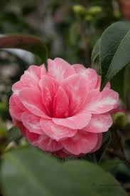 Camellia Japonica Don Juan Camelias Flores Camelia
