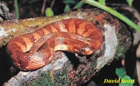 By learning about species identification and distribution as well as the fascinating natural history of these reptiles, you will greatly reduce your fear of georgi. Species Profile Banded Watersnake Nerodia Fasciata Srel Herpetology