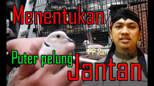 Ciri ciri tekukur jantan dan betina anda wajib tahu. Cara Membedakan Puter Jantan Betina Menentukan Kelamin Puter Pelung Youtube