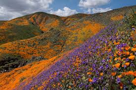 We did not find results for: California Superbloom 2019 Walker Canyon By Lake Elsinore Contemporarynomad Com