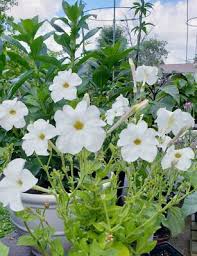 Image result for Petunia axillaris