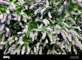 Image result for shrubby veronica hebe