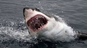 Image result for shark attacks