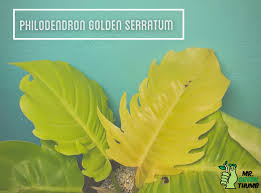 Check spelling or type a new query. Philodendron Golden Serratum Philodendron Rare Plant Plant Leaves