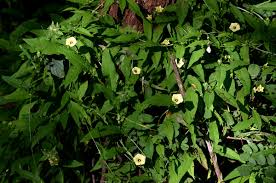 Image result for Xenostegia