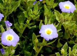 Image result for Alinula paradoxa