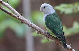 Bila dilihat sekilas burung lovebird ini hampir mirip dengan. Jenis Jenis Burung Lovebird Dan Cara Merawatannya Agar Gacor