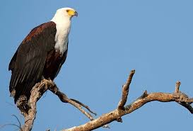 African Fish Eagle Southern Africa Bird Guide