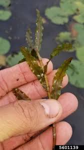 Image result for Potamogeton crispus