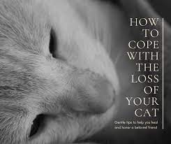 Jul 11, 2021 · in this video, animal communicator danielle mackinnon shares the spiritual aspects of pet euthanasia at home. When Your Cat Dies Gentle Tips To Heal Your Grieving Heart Pethelpful