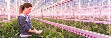 We did not find results for: Philips Greenpower Ledgrowlightsdepot