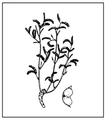 Image result for Phyllanthus mendoncae