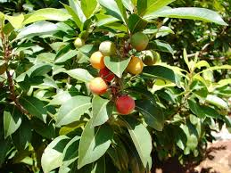 Image result for Mimusops