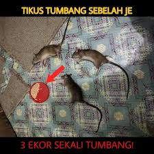 A concept tabletop games store catering to miniatures, cards and board games. Pembasmi Tikus Rtv Home Facebook