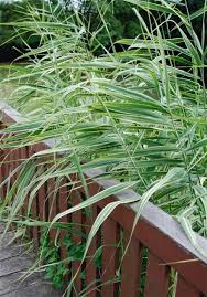 Image result for Pleioblastus fortunei