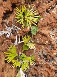 Image result for Actiniopteris