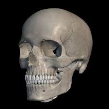 Like other parts of our body bones keep changing all the time. Major Bones In The Human Body Baamboozle