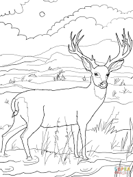 Check spelling or type a new query. Mule Deer Coloring Pages Free Coloring Pages Coloring Home