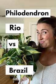 Philodendron Types Rio Vs Brazil In 2020 Philodendron Rio Sport Rio