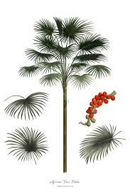 Image result for Hyphaene