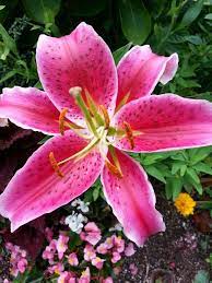 Copyright Sharon L Grace All Rights Reserved Lilium Stargazer The Stargazer Lily Is A Hybrid Lily Of The Orien Stargazer Lily Day Lilies Fire Lily