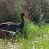 Storch vorlage zum ausdrucken bild ausmalbilder kostenlos. 1