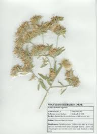 Image result for Dicoma capensis