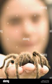 Spider rose hi-res stock photography and images