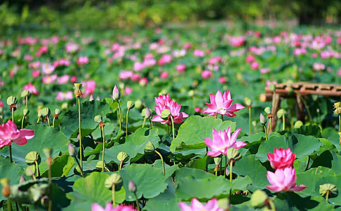 Tour Đồng Tháp Mười