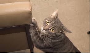 How to keep your cat from scratching your home furniture. How To Use Vinegar To Stop Your Cat Scratching Furniture Archie Cat