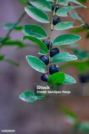 Image result for Phyllanthus reticulatus