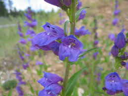 Colorado specifies the white and lavender rocky mt. Native Herbaceous Perennials For Colorado Landscapes 7 242 Extension