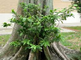 Image result for Ochna kirkii