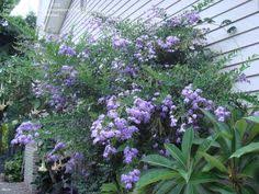 Saving the world, one plant at a time. 22 Duranta Erecta Ideas Plants Dew Drops Garden