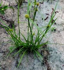 Image result for Kyllinga squamulata