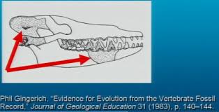 Why Creationists Win Evolution Debates