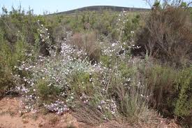 Image result for Podalyria