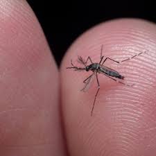 Image result for Dengue