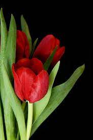 Pin Di Flores