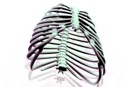 The thorax is anatomical structure supported by a skeletal framework (thoracic cage) and contains the principal organs of respiration and circulation. Learn About Rib Cage Anatomy From Spinal Expert Sarah Key