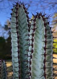 Image result for Euphorbia confinalis