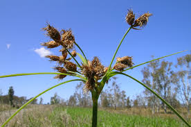 Image result for Bolboschoenus