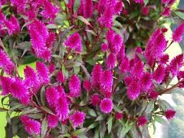 Celosia Intenz My New Favorite Annual Bugs Bees Love It Heat Hardy Ever Blooming And Cool Looking Bloom Horticulture Spring