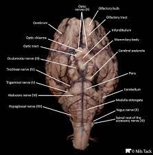 Sheep Brain External Anatomy Ventral Hypoglossal Nerve Abducens Nerve Vagus Nerve