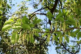 Image result for Pleurostylia capensis