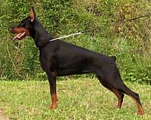 Netterweise vermeidet man der tour in einen shop und hat eine überwältigende variantenauswahl rund um die uhr sofort übersichtlich dargestellt. Dobermann Wikipedia